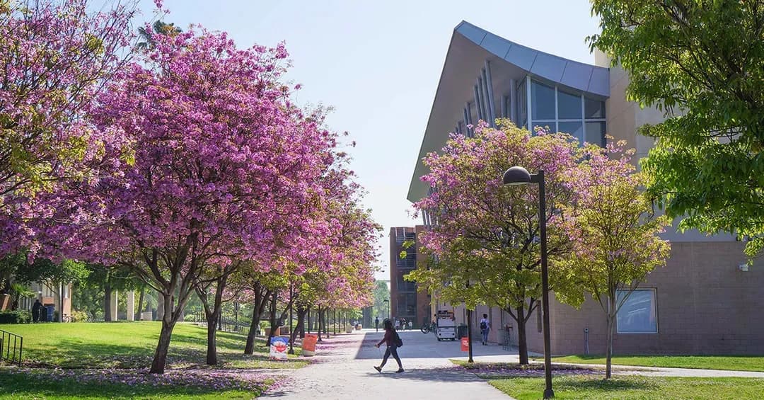 Image for California State University, Northridge