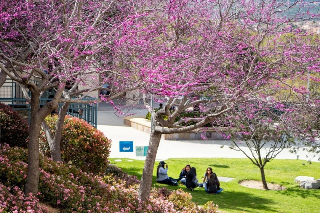 Image for California State University, San Marcos